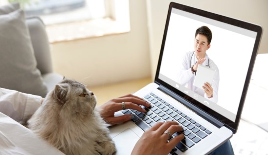 สัตวแพทย์ออนไลน์
